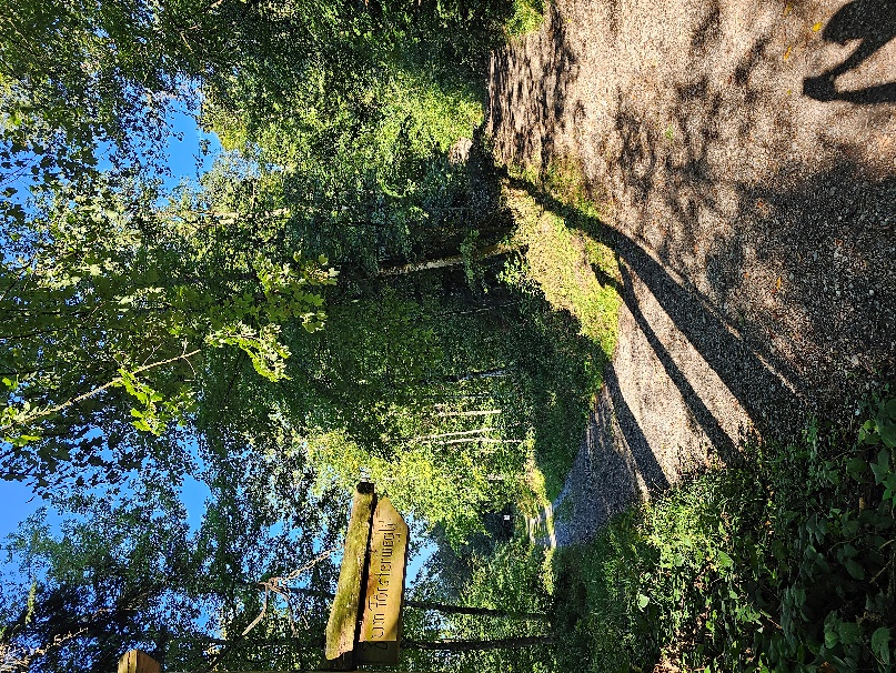 Weggabelung im Wald